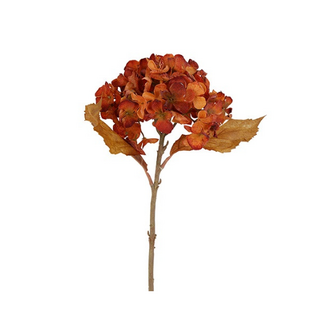 Countryfield Bloem Hydrangea macrophylla Cas s bruin-20x18x46CM