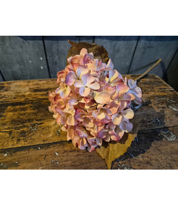 Countryfield # Bloem Hydrangea macrophylla Cas s roze-20x18x46CM