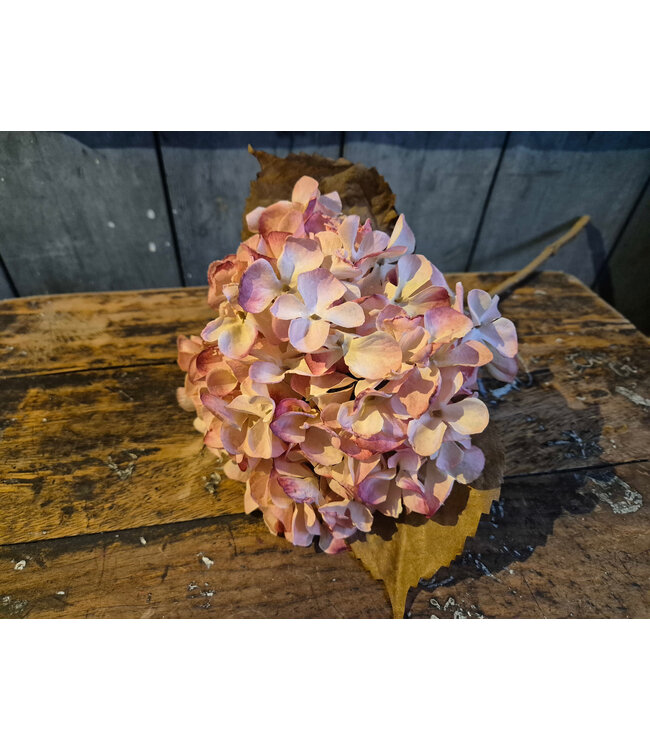 Countryfield # Bloem Hydrangea macrophylla Cas s roze-20x18x46CM