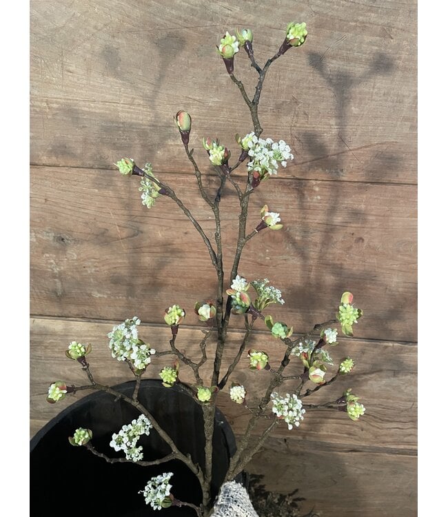 # Esdoorn fruit tak Quince  L wit - 110 x 22 x 4 cm