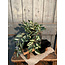 Countryfield Kunstplant steker/hang Tradescantia groen-L50B30H23CM
