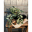 Countryfield Kunstplant steker/hang Tradescantia groen-L50B30H23CM