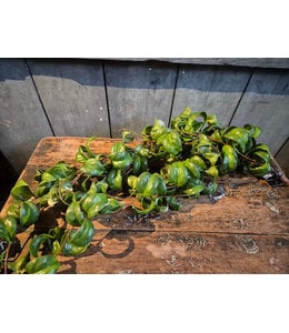 Countryfield # Plant steker/hang Peperomia g-20x13x83CM