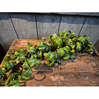 Countryfield # Plant steker/hang Peperomia g-20x13x83CM