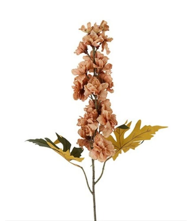 Countryfield # Bloem Delphinium miranda bruin-10x10x60CM