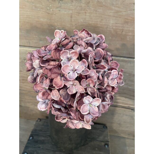 Hortensia - paars/roze - 18 x 18 x 45 cm