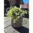 # Vaas/pot - aardewerk - Cald clay - 22 x 8 x 25 cm - per stuk