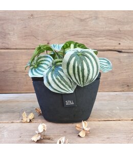 Still 31925 - Mini Oval Line M BS - Ca. 23 B x 12 D x 14 H cm - Black Series