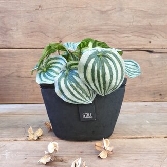 Still 31925 - Mini Oval Line M BS - Ca. 23 B x 12 D x 14 H cm - Black Series