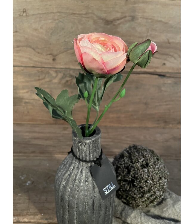 Countryfield # Roze ranonkel "Isolde" 34 cm