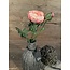 Countryfield # Roze ranonkel "Isolde" 34 cm