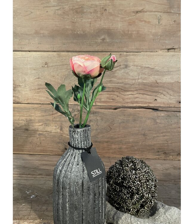 Countryfield # Roze ranonkel "Isolde" 34 cm