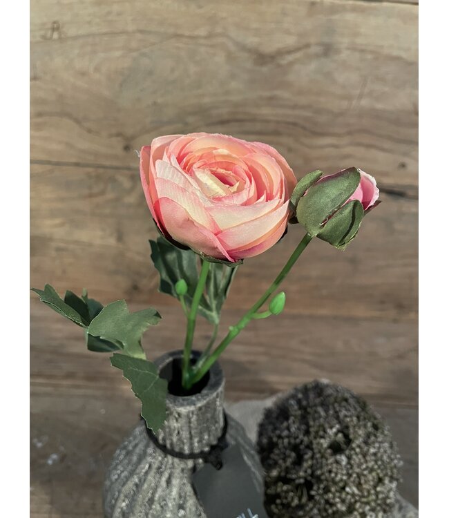 Countryfield # Roze ranonkel "Isolde" 34 cm