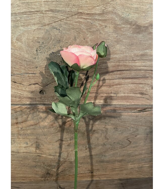 Countryfield # Roze ranonkel "Isolde" 34 cm