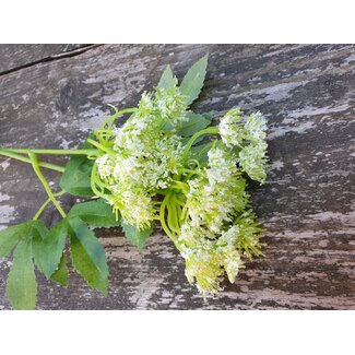 ## Fluitekruid - wit - 65 cm