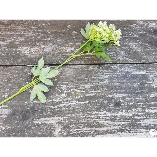 ## Fluitekruid - wit - 65 cm