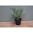 Kunstplant Platycerium groen-L20B20H24CM