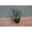 Kunstplant Platycerium groen-L20B20H24CM