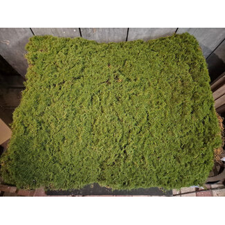 Mat van kunstmos - ca. 50 x 50 cm