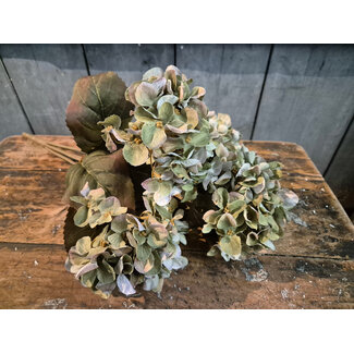 Hydrangea bush green