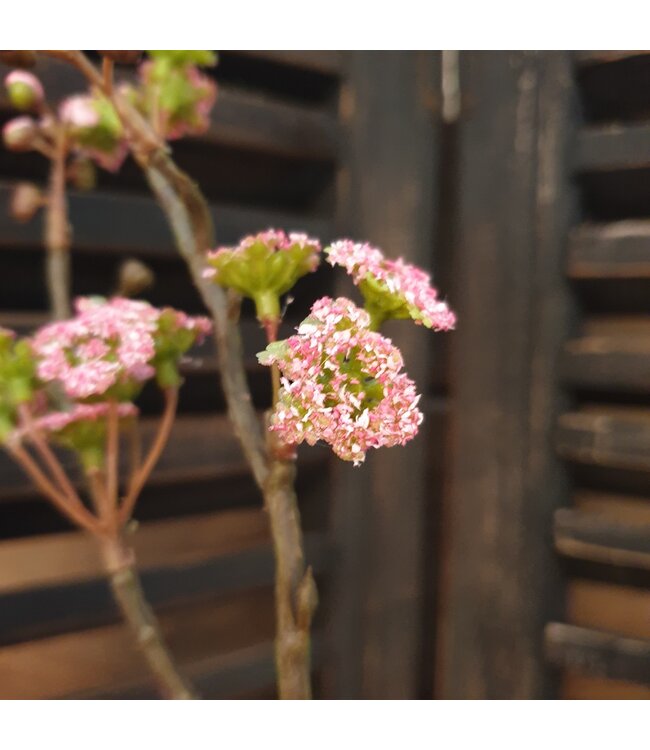 Countryfield # B323 - Tak - prunus - roze - kunst - 61 x 19 x 5 cm