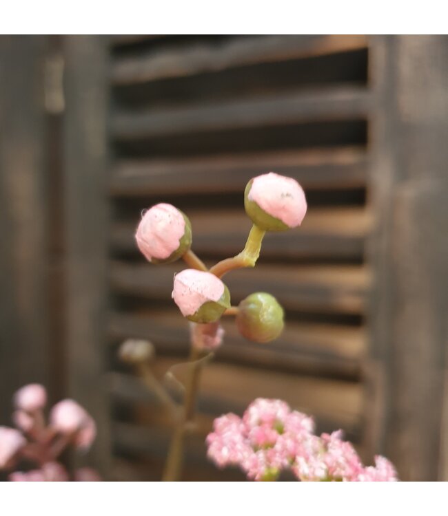 Countryfield # B323 - Tak - prunus - roze - kunst - 61 x 19 x 5 cm