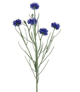 Countryfield # Bloem Centaurea cyanus d.blauw-14x8x66CM - korenbloem