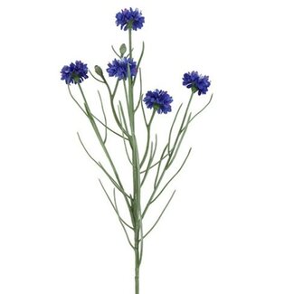 Countryfield # Bloem Centaurea cyanus d.blauw-14x8x66CM - korenbloem