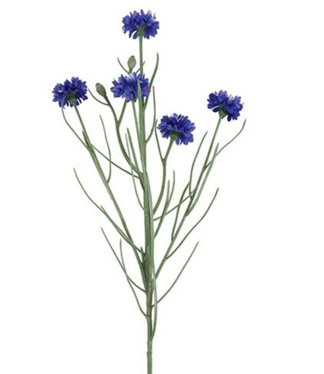 Countryfield # Bloem Centaurea cyanus d.blauw-14x8x66CM - korenbloem