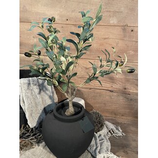 Countryfield # Olijfboom 60 cm