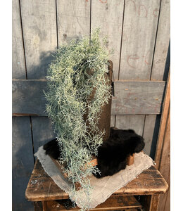 Countryfield # Tillandsia L groen-L18B16H78CM