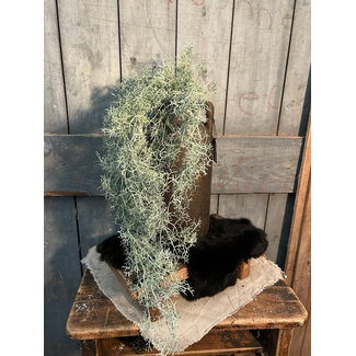 Countryfield # Tillandsia L groen-L18B16H78CM