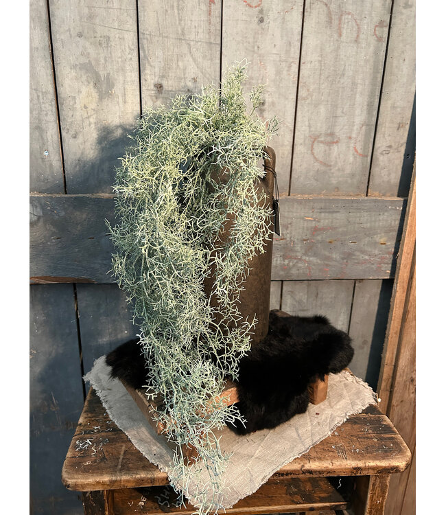 Countryfield # Tillandsia L groen-L18B16H78CM