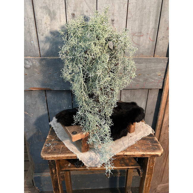 Countryfield # Tillandsia L groen-L18B16H78CM