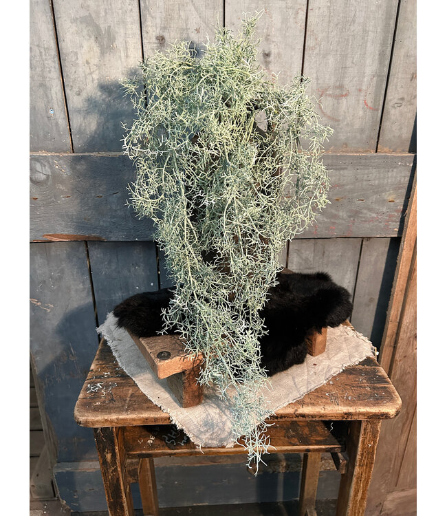 Countryfield # Tillandsia L groen-L18B16H78CM
