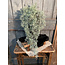 Countryfield # Tillandsia L groen-L18B16H78CM