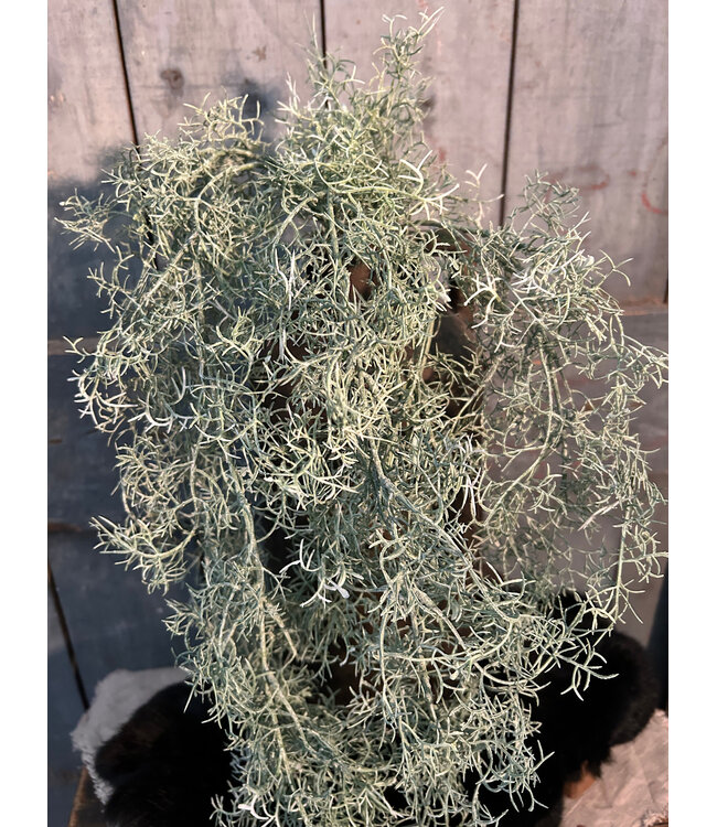 Countryfield # Tillandsia L groen-L18B16H78CM
