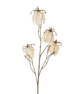 Countryfield # Bloem Gloriosa miranda crème-15x15x90CM