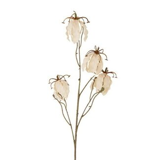 Countryfield Bloem Gloriosa miranda crème-15x15x90CM