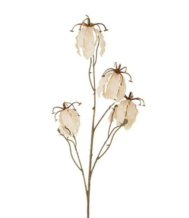Countryfield # Bloem Gloriosa miranda crème-15x15x90CM