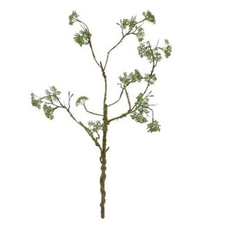 Countryfield Bloem Viburnum opulus groen-44x40x60CM