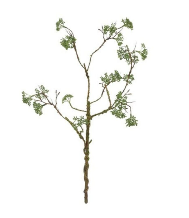 Countryfield # Bloem Viburnum opulus groen-44x40x60CM