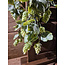 # Hanger - hop - kunst - 60 cm