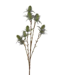 Countryfield @ Bloem Eryngium blauw-6x12x65CM