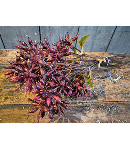 Countryfield # Bundel Eucalyptus bordeaux-L13B13H32CM