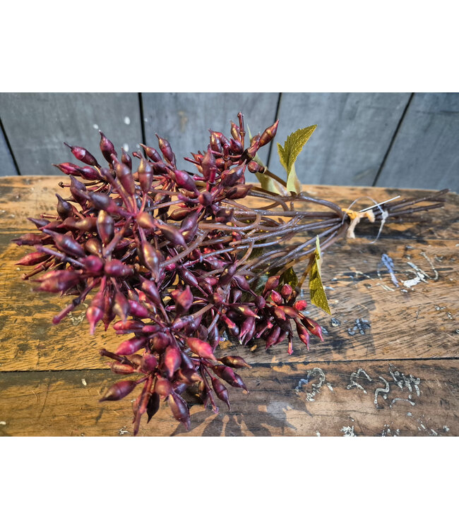 Countryfield # Bundel Eucalyptus bordeaux-L13B13H32CM