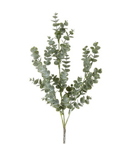 Countryfield @ Blad Eucalyptus parviflora groen-8x8x64CM
