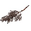 Countryfield Bruine dadeltak - kunst - Bes Trachycarpus d.bruin-22x22x66CM