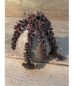 # Erwten plant bruin - 10x2,5x33cm