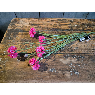 Countryfield # Bloem Centaurea rood-12x12x66CM - korenbloem fuchsia